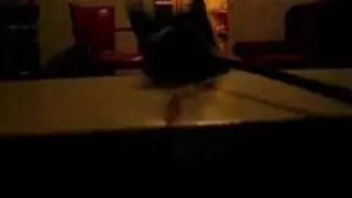 cat jumper
