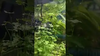 Каких только не бывает растений в аквариуме!