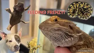 The Reptile Room Is HUNGRY!