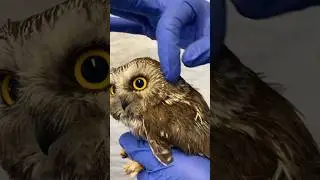 What does an owl's ear look like?🦉