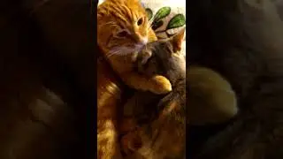 Мама пришла к сыну пообщаться.🐯🐈