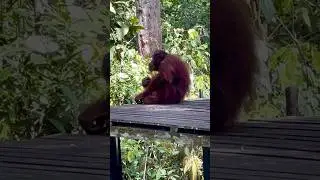 Орангутаны и Носачи 🦧  