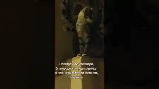 #cat