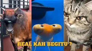 EVERY MEME EVERY BODY‼️KUMPULAN VIDEO LUCU😂