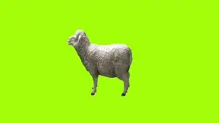 barking sheep green screen।cartoon green screen। ostad animation। green screen।animation