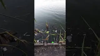 #shorts.Рыбалка Вечером