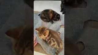 Пряник, Нюша и Манюша - пушистая кучамала)))