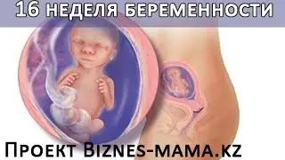 16 неделя беременности