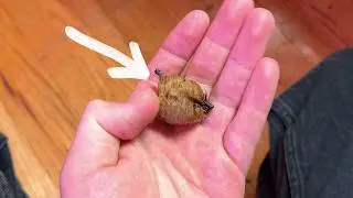 Hatching Mystery Egg Sac