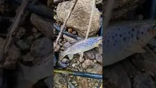 рыбалка в КБР # Trout fishing 🎣