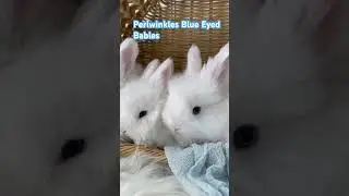 Periwinkle and Winter’s  gorgeous blue eyed white EA bunnies! Countrybumpkinbunnies.com