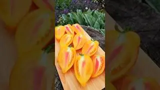 СОРТОВЫЕ ТОМАТЫ