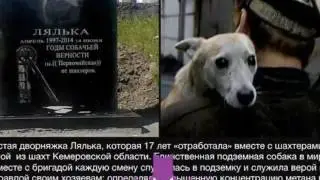 Спасем бедняжек (читать в описании)