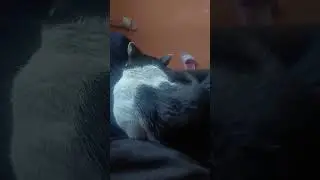мой миленький пушистенький кот👻😄