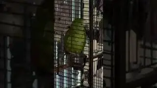 Such a beautiful noise, Charlie!