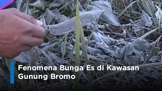 Fenomena Bunga Es di Kawasan Gunung Bromo