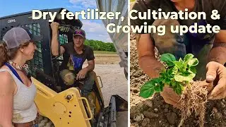 Dry fertilizer on potato ground, cultivation & growing update
