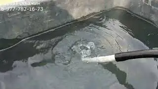 Абиссинка с питьевой водичкой. Сады 247