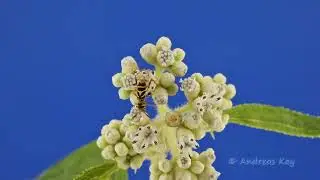 Жук Miriclytus, притворяясь осой, спасается от хищников,