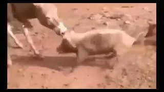 حمار يقتل الخنزير أسرار الطبيعة