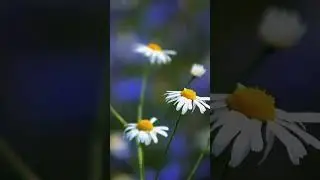 Ромашковое и васильковое поле в Калининградской области #kaliningrad #калининград #nature #relaxing
