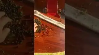 Как перебрать ягоду чернику быстро