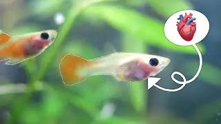 I ordered see through fish!