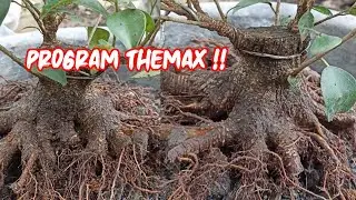 Mame Bonsai Kimeng
