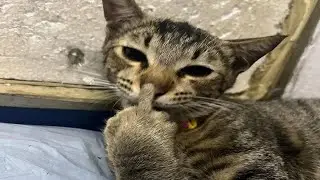 cats with attitude problem