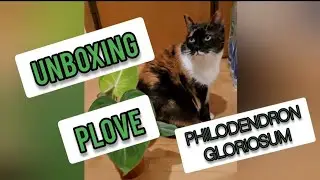 UNBOXING PLANTS SPACCHETTAMENTO PIANTE ONLINE PLOVE PHILODENDRON GLORIOSUM