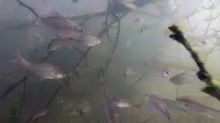 Подводная охота. Ростовская область.