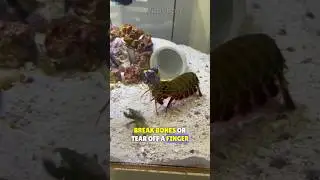 This shrimp has the world's strongest punch! || Mantis shrimp - Pistol shrimp 