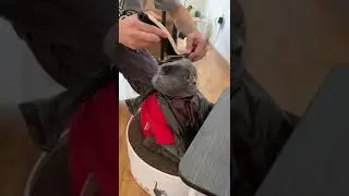 Uykusu geldi 😀#biili #shorts #tiktok #cat #catlover #BIILI
