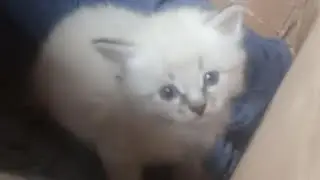 котята играют и выходят из коробки