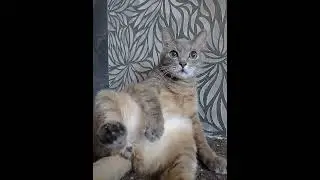 #прикол #юмор #кот #shortvideo #shorts