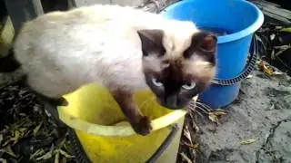 кошка чуть не утопилась в ведре.