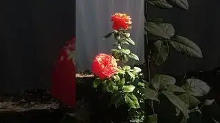 Смолевичи.Один раз в год сады цветут.Республика Беларусь.19.09.2023