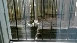 Kitty makes a jump for it