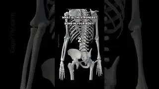 The Strongest BONE in the HUMAN BODY! 🦴