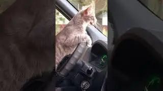 КОГДА КОТ МУРЧИК ЗА РУЛЕМ АВТОМОБИЛЯ.или как научить кота ездить?