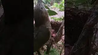 Feed the little bird, male and female birds take turns bringing back food绿翅短脚鹎喂小鸟，公母鸟轮流带回食物 #birds