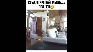 #медведь