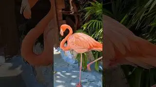 Flamingos Chillin in Costa Maya Mexico