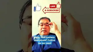 Nirá, voce conhece essa planta? Cultive este condimento em Vaso!  #livrosubstratotecnico