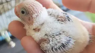 Budgie nest clean out! See what the baby budgies do!