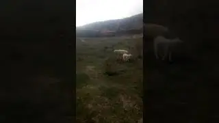 Ahiler çiftliği