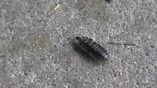 Glow-worms feeding 2024