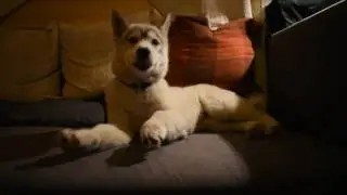 Sleepy husky puppy Vol. 2