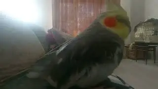parrot almost fell asleep