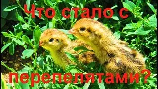 Как дела у перепелят, что с ними стало